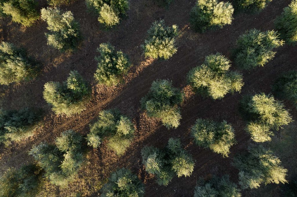 olive trees seen from above